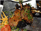 tandoori lamb chops