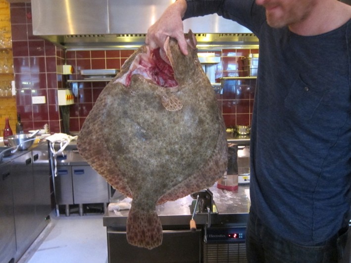 7kg turbot